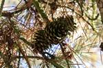 Foto pinus_rigida_d1_1783350342.jpg