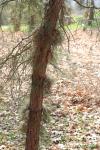 Foto pinus_rigida_ii_d2_1783350401.jpg