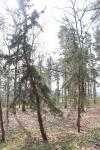 Foto pinus_rigida_ii_h_1783350428.jpg