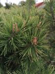 Foto pinus_rotunda__optima__-_detail_(arboretum_vsenory)_1684227479.jpg