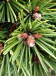 Foto pinus_rotundata__martin__-_detail(arboretum_vsenory)_1684227498.jpg