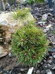 Foto pinus_rotundata__martin__-_habitus_(arboretum_vsenory)_1684227504.jpg