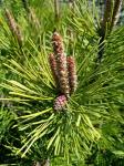 Foto pinus_rotundata__zlatuse__-_detail_(arboretum_vsenory)_1684227550.jpg