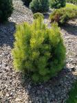 Foto pinus_rotundata__zlatuse__-_habitus_(arboretum_vsenory)_1684227557.jpg