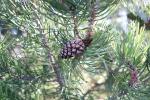 Foto pinus_rotundata_d1_1783350512.jpg