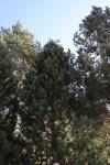 Foto pinus_rotundata_h_1783350529.jpg