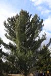 Foto pinus_strobus_asi_h_1783350659.jpg