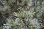 Foto pinus_strobus_ii_d1_1783350683.jpg