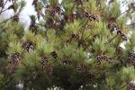 Foto pinus_strobus_iii_d2_1783350715.jpg