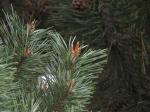 Foto pinus_sylvestris_1719337700.jpg