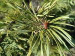 Foto pinus_sylvestris__junes__-_detail_(arboretum_vsenory)_1684227976.jpg