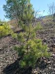 Foto pinus_sylvestris__junes__-_habitus_(arboretum_vsenory)_1684227981.jpg