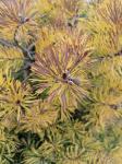 Foto pinus_sylvestris__meffengowd__-_detail(arboretum_vsenory)_1684228048.jpg