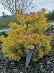 Foto pinus_sylvestris__meffengowd__-_habitus_(arboretum_vsenory)_1684228061.jpg