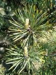Foto pinus_sylvestris__zlata_bara__-_detail_(arboretum_vsenory)_1684228110.jpg
