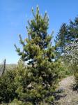 Foto pinus_sylvestris__zlata_bara__-_habitus_(arboretum_vsenory)_1684228116.jpg