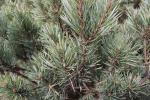 Foto pinus_sylvestris_d_1783351489.jpg