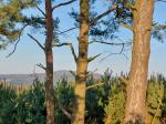 Foto pinus_sylvestris_d_utesov_1783351538.jpg