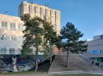 Foto pinus_sylvestris_h_krakov_1783351585.jpg