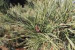Foto pinus_tabuliformis_d1_1783351659.jpg