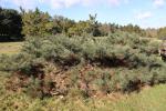 Foto pinus_tabuliformis_h_1783351746.jpg