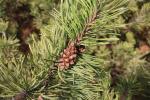 Foto pinus_uncinata_d_1783351886.jpg