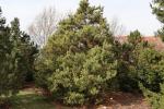 Foto pinus_uncinata_iv_h_1783351914.jpg
