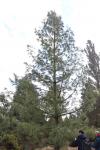 Foto pinus_wallichiana_h_1783352039.jpg
