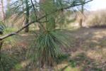 Foto pinus_wallichiana_iii_d_1783352062.jpg