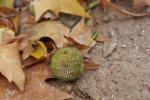 Foto platanus_x_acerifolia_d_1784203695.jpg