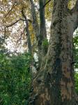 Foto platanus_x_acerifolia_d_park_ostrov_1784203760.jpg
