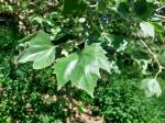 Foto platanus_x_acerifolia_d_protivin_(2)_1784203823.jpg