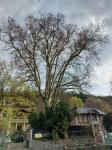 Foto platanus_x_acerifolia_h_bretislavka_1784203883.jpg