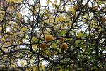 Foto poncirus_trifoliata_d2_1784204695.jpg