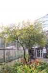 Foto poncirus_trifoliata_h_1784204718.jpg