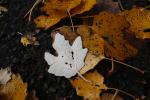 Foto populus_alba_bolleana_d3_1784214187.jpg