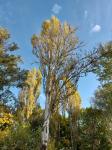Foto populus_alba_bolleana_h_1784214214.jpg