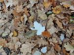 Foto populus_alba_d_chelcice_1784220074.jpg