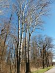 Foto populus_alba_h_malovice_1784220127.jpg
