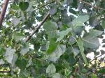 Foto populus_deltoides_d1_1784220238.jpg