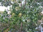 Foto populus_deltoides_d2_1784220275.jpg