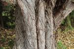 Foto populus_nigra_d2_1784220703.jpg