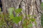Foto populus_nigra_d_1784220742.jpg