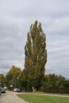 Foto populus_nigra_i_h_1784220671.jpg