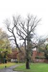 Foto populus_nigra_ii_h_1784220549.jpg