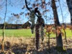 Foto populus_tremula_d1_lomec_1784221131.jpg