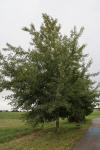 Foto populus_tremula_h_1784221070.jpg