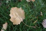 Foto populus_x_canescens_d_1784228709.jpg