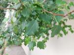 Foto populus_x_canescens_ii_d2_1784228744.jpg