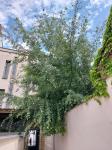 Foto populus_x_canescens_ii_h_1784228815.jpg